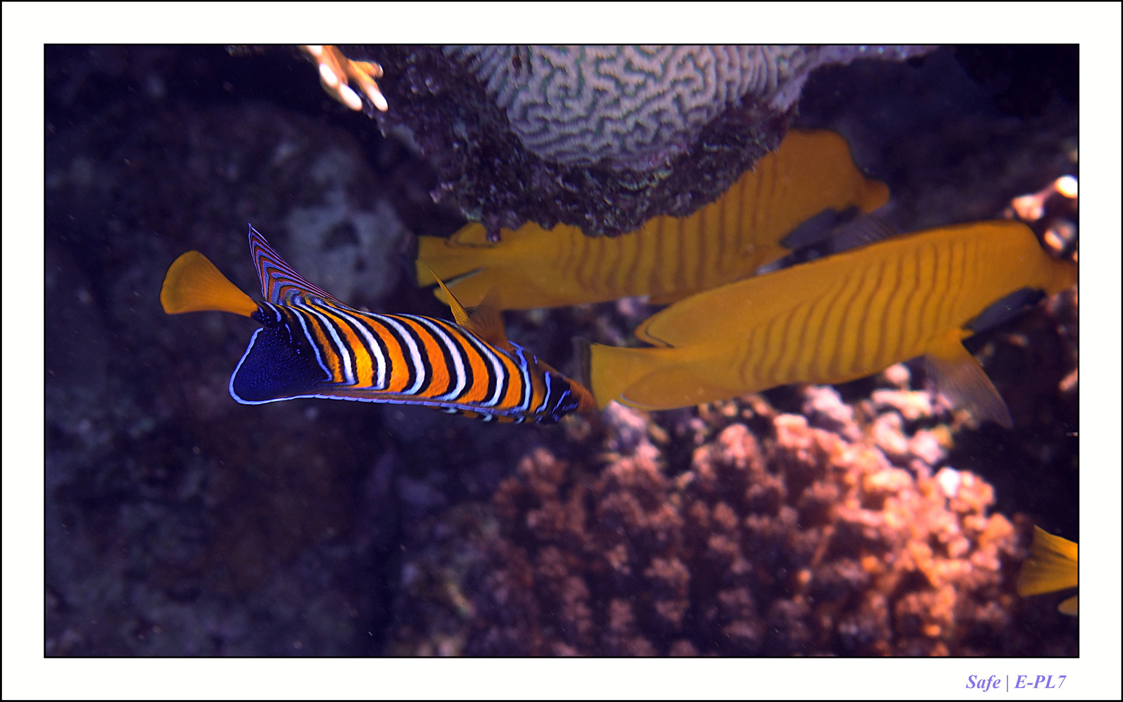 2023 - 03 - Charm El Sheikh - 53